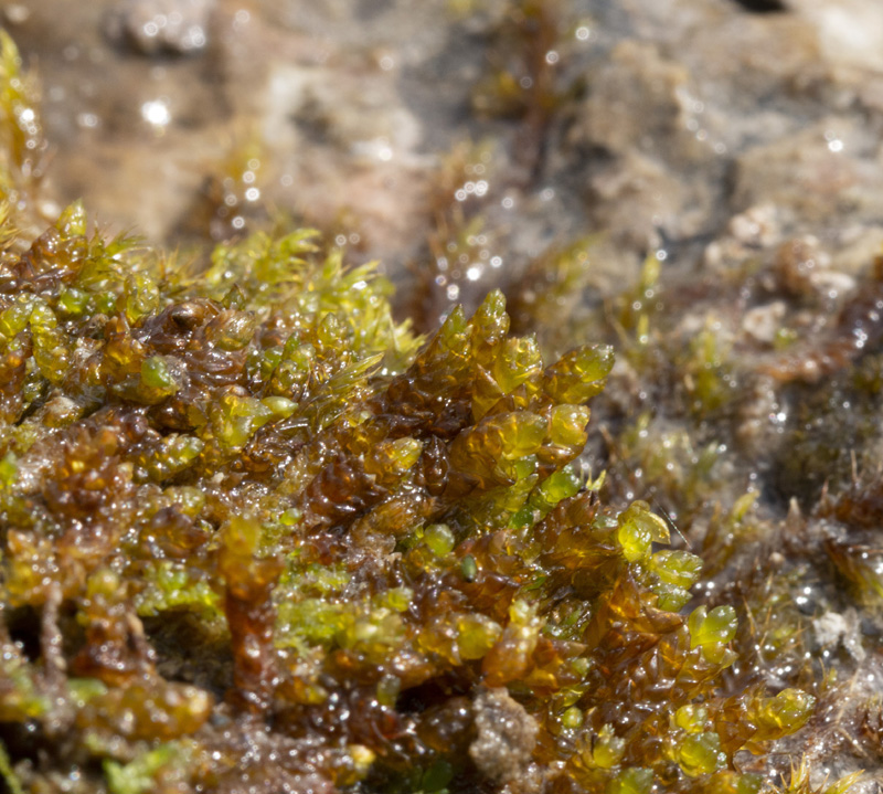 Pseudocalliergon turgescens